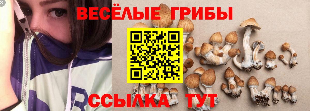Горно-Алтайск  Псилоцибиновые грибы прущие грибы  Вход с VPN 